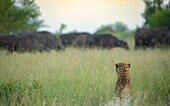 A male leopard, Panthera pardus, stalking a herd of buffalo, Syncerus caffer, in long grass.