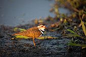 A Three Banded Plover, Charadrius tricollaris, standing in mud.