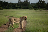 A Lioness, Panthera leo, standing in a clearing, looking out.