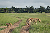 Eine Löwin, Panthera leo, geht durch Gras, ihre Jungen folgen ihr.
