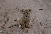 A lion cub, Panthera leo, sitting on the ground, direct gaze.