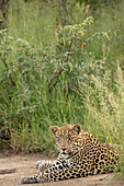 Ein männlicher Leopard, Panthera pardus, auf dem Boden liegend, direkter Blick.