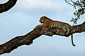 Ein männlicher Leopard, Panthera pardus, ruhend in einem Marulabaum, Sclerocarya birrea, umschauend.