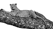 Ein männlicher Leopard, Panthera pardus, ruht in einem Marulabaum, Sclerocarya birrea, und sieht sich um.