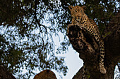 Ein Leopard, Panthera pardus, auf einem Ast ruhend, den Blick nach außen gerichtet.