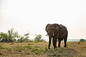 Eine Nahaufnahme eines Elefantenbullen, Loxodonta africana, der durch das Gras läuft.