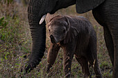 Ein Elefantenbaby, Loxodonta africana, eingerahmt von seiner Mutter.