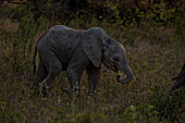 Ein Elefantenbaby, Loxodonta africana, läuft durch Gras.