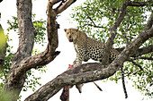 Ein Leopard, Panthera pardus, liegt auf einem Ast mit einem hochgezogenen Kadaver.
