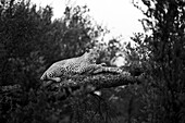 Ein weiblicher Leopard, Panthera pardus, legt sich auf einen umgestürzten Marulabaum.