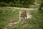 Ein männlicher Leopard, Panthera pardus, geht einen Weg entlang. 