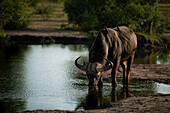Ein Büffel, Syncerus caffer, steht in einem Damm und trinkt Wasser.