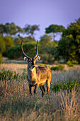 A Water Buck, Kobus ellipsiprymnus, standing in long grass, sunset lit. 