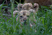 Lion cubs, Panthera leo,  lying with their mother in long grass, heads visible above the grass. 