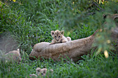 Lion cubs, Panthera leo,  lying with their mother in long grass.