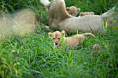 Löwenjunge, Pathera leo, mit ihrer Mutter im langen Gras liegend.