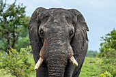 Eine Nahaufnahme eines Elefanten, Loxodonta africana.