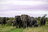 A herd of elephant, Loxodonta africana, walking through the grass.