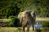 Ein Elefant, Loxodonta africana, beim Staubbaden.