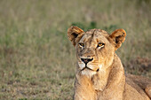 Nahaufnahme des Gesichts einer Löwin, Panthera leo.