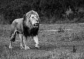 A male Lion, Panthera leo, walking, in black and white. 