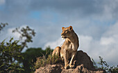Eine Löwin, Panthera leo, sitzt auf einem Hügel und schaut hinaus. 