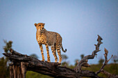 Gepard, Acinonyx jubatus, stehend auf einem umgestürzten Baum.