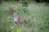 A female leopard, Panthera pardus, stands in tall grass, alert. 