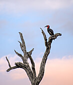 Ein Bodenhornvogel, Bucorvus leadbeateri, sitzt auf einem Ast.