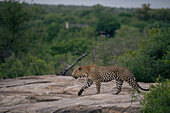 Ein Leopard, Panthera pardus, läuft über einen Felsen.