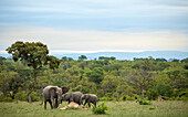 Elephants, Loxodonta africana, a small group of animals together, an adult animals and two smaller calfs. 