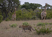 Ein Leopard, Panthera pardus, geht an einem Giraffenpaar, Giraffa, vorbei. 