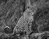 Ein Leopard, Panthera pardus, auf einem Baumstamm sitzend, in schwarz-weiß.