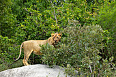 Ein subadulter Löwe, Panthera leo, stehend auf einem Felsen.