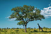 Eine Giraffe, Giraffa, stehend unter einem Baum. 