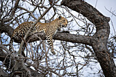 Ein Leopard, Panthera pardus, liegend in einem Baum.