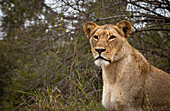 Ein Nahporträt einer Löwin, Panthera leo.