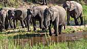 Eine Elefantenherde, Loxodonta africana, geht durch ein Flussbett.