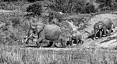 A herd of elephants, Loxodonta africana walking through a riverbed, in black and white. 