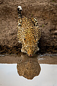 Ein Leopard, Panthera pardus, trinkt aus einem Damm, Spiegelung im Wasser.