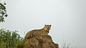 Ein Leopard, Panthera pardus, auf einem Erdhügel liegend, direkter Blick.