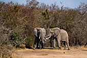 Two elephants, Loxodonta africana, greet each other. 
