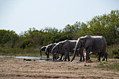 Eine Herde von Elefanten, Loxodonta africana, trinkt aus einem Fluss.