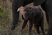Ein Elefantenbaby, Loxodonta africana, stehend mit seiner Mutter.