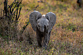 Ein Elefantenbaby, Loxodonta africana, benutzt seinen Rüssel zum Riechen.