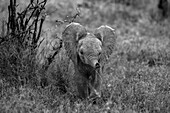 Ein Elefantenbaby, Loxodonta africana, benutzt seinen Rüssel zum Riechen, in schwarz-weiß.