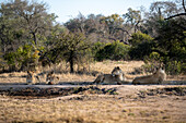 Four lions, Panthera leo, lying together. 