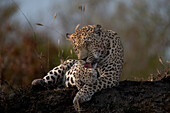 Ein Leopard, Panthera pardus, bei der Selbstpflege.