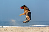 Deutscher Schäferhund, Männchen fängt Frisbee, Strand in der Normandie