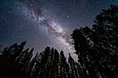 Die sommerliche Milchstraße am Himmel und durch die Sterne des Sommerdreiecks im Juli, Blick durch die Bäume im Banff National Park am Herbert Lake. Deneb ist oben links, Wega oben rechts, und Altair unten. Die helle Cygnus-Sternwolke ist deutlich zu erkennen. Ebenso wie die dunklen Bahnen in der Milchstraße, darunter der Trichternebel oben, auch bekannt als Le Gentil 3.